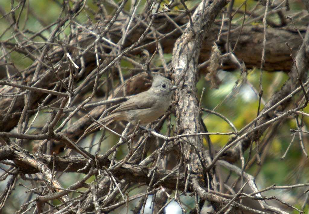 Titmouse, Juniper, 2006-08154032 Ghost Ranch, NM.JPG - Juniper Titmouse, Ghost Ranch New Mexico, 8-2006